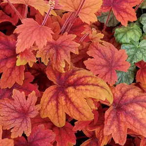 Picture - TERRA NOVA® Nurseries, Inc.